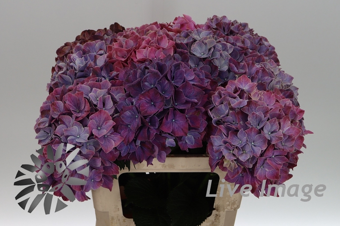 <h4>Hydrangea mag sweet ruby</h4>