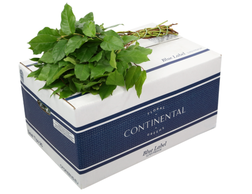 SALAL  TIPS BLUE LABEL AIR