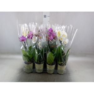 Phalaenopsis   ...mix