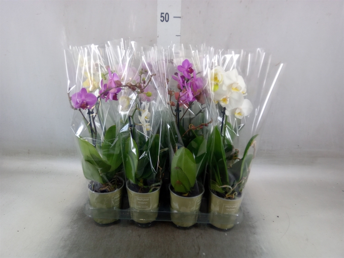 <h4>Phalaenopsis   ...mix</h4>