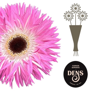 Gerbera Spider Stitch Water/Hoes x80