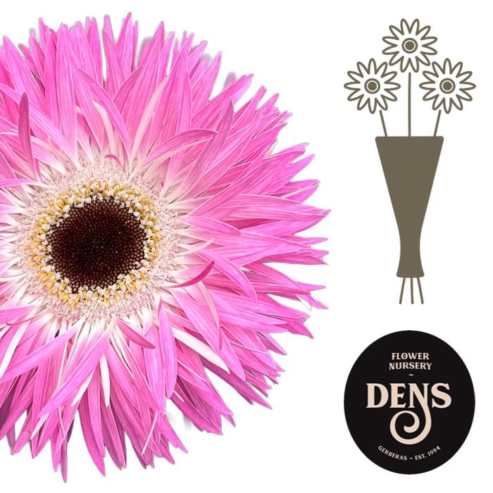 <h4>Gerbera Spider Stitch Water/Hoes x80</h4>