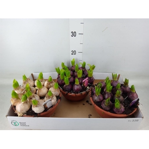 Hyacinthus orie. 'Pearl'  ...mix  3