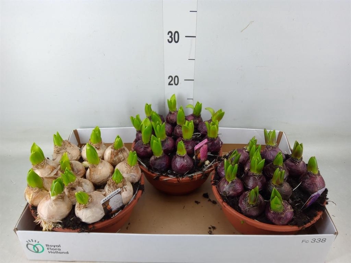 <h4>Hyacinthus orie. 'Pearl'  ...mix  3</h4>