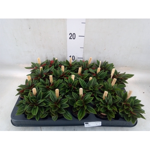Peperomia caperata 'Rosso'