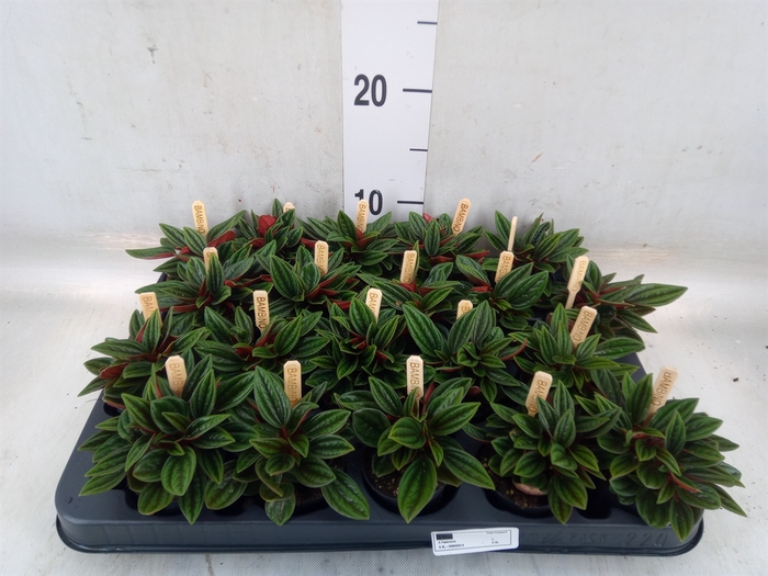 <h4>Peperomia caperata 'Rosso'</h4>