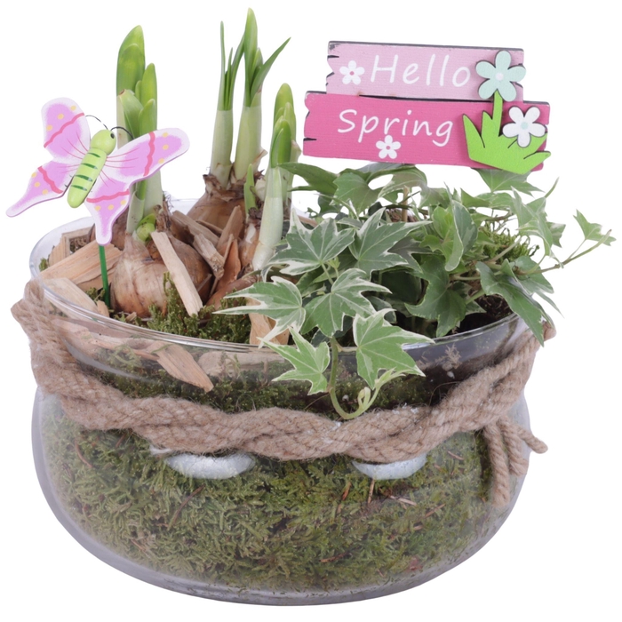 <h4>Bulbs Arr. Narcis Glass Bowl Ø16cm</h4>