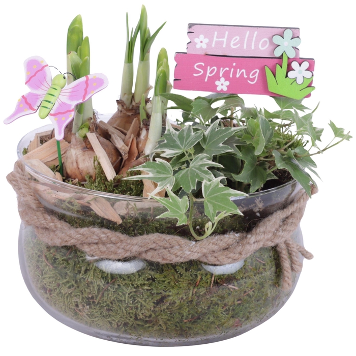 <h4>Bulbs Arr. Narcis Glass Bowl Ø16cm</h4>