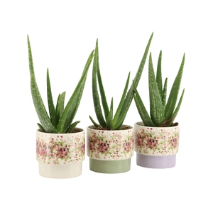 7501395: Solutionss Consideration