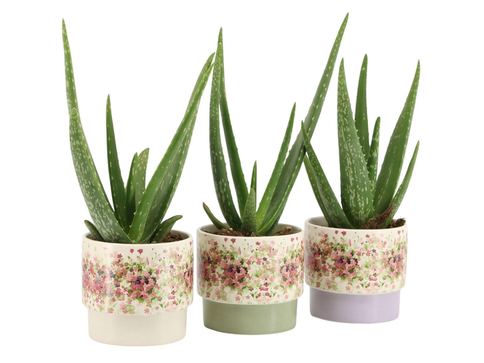 <h4>7501395: Solutionss Consideration</h4>