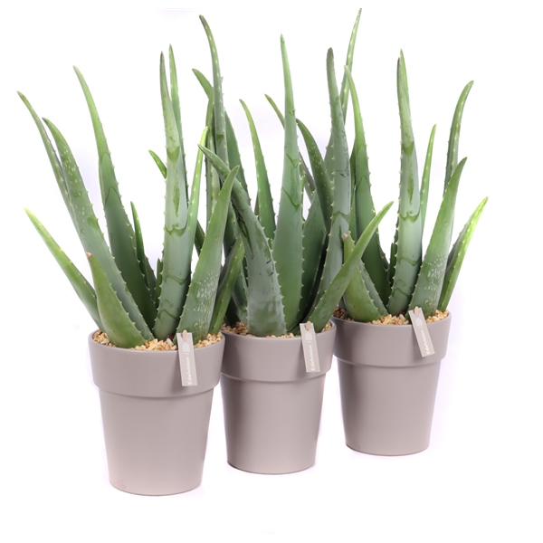 <h4>Aloe vera 15 cm in stein grau vaaspot met grind en etiket</h4>