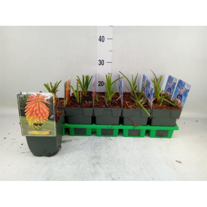 <h4>Kniphofia uvaria</h4>
