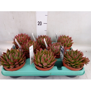 Echeveria   ...