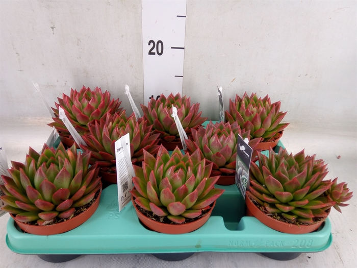 <h4>Echeveria   ...</h4>