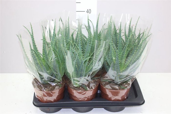 <h4>Aloe Arborescens</h4>