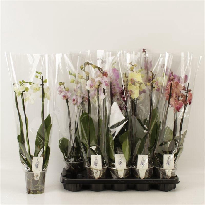 <h4>PHAL GEM 6 KL</h4>