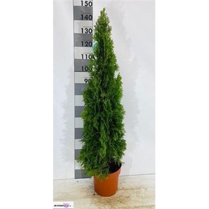 Thuja O Smaragd