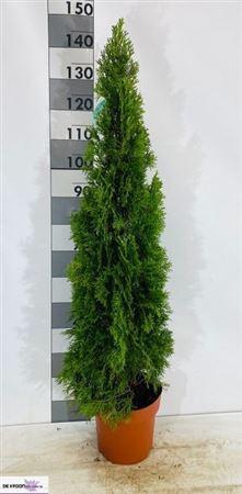 <h4>Thuja O Smaragd</h4>
