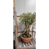 Olea Europaea Bonsai Potgekweekt