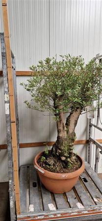 Olea Europaea Bonsai Potgekweekt