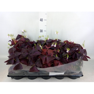 Oxalis trian.