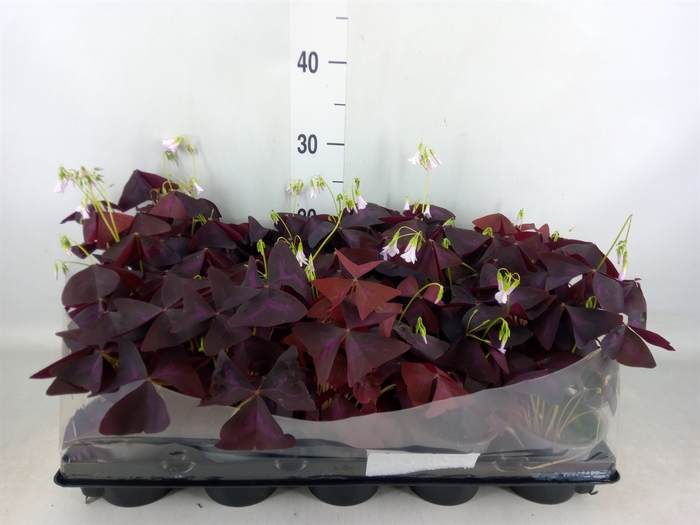 <h4>Oxalis trian.</h4>
