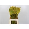 Kniphofia Eycone Yellow