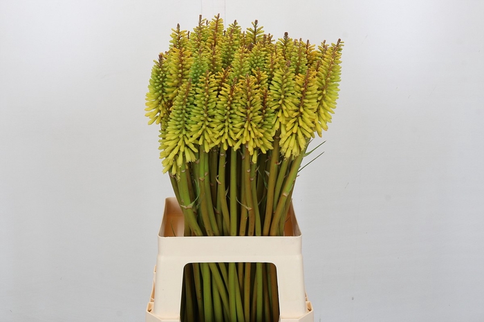 Kniphofia Eycone Yellow