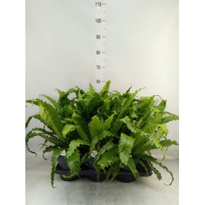 Asplenium antiquum 'Osaka'