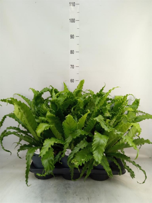 <h4>Asplenium antiquum 'Osaka'</h4>