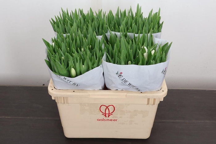 <h4>Tu En Silver Dollar</h4>