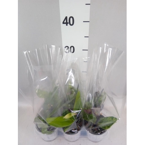 Paphiopedilum   ...