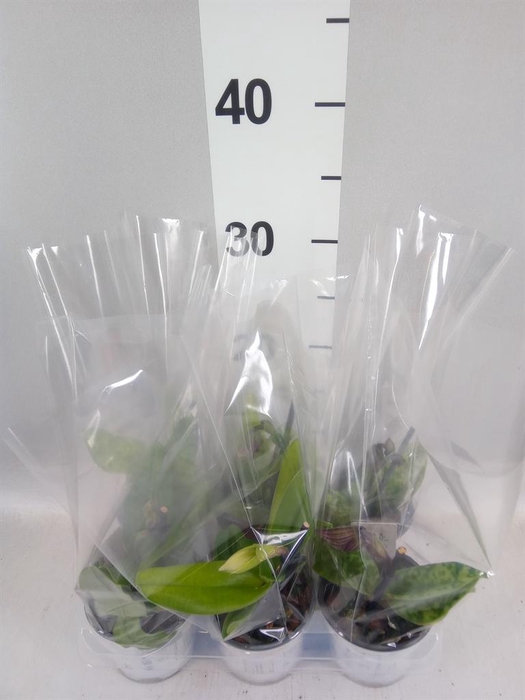 <h4>Paphiopedilum   ...</h4>