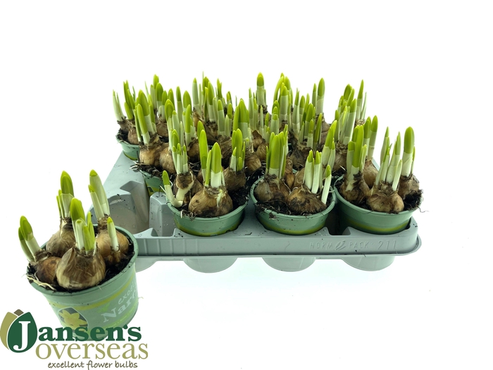 <h4>NARC O TETE A TETE</h4>