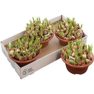 Narc O Tete A Tete Schaal Xl