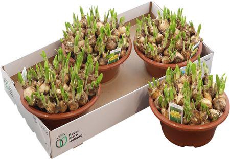 <h4>Narc O Tete A Tete Schaal Xl</h4>