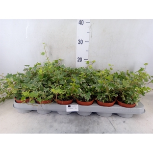 Hedera helix 'White Ripple'