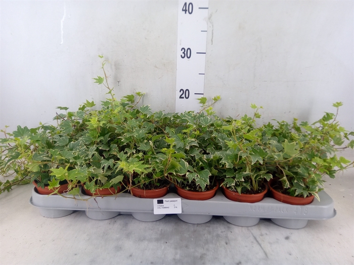 <h4>Hedera helix 'White Ripple'</h4>