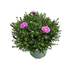 Aster Henri I Pink