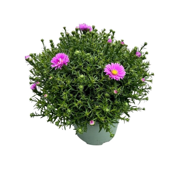 Aster Henri I Pink
