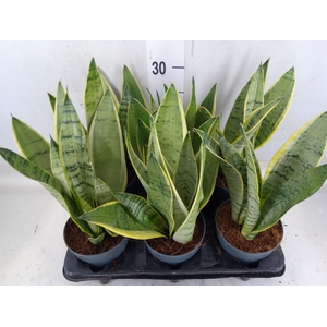 Sansevieria trifa.   ...