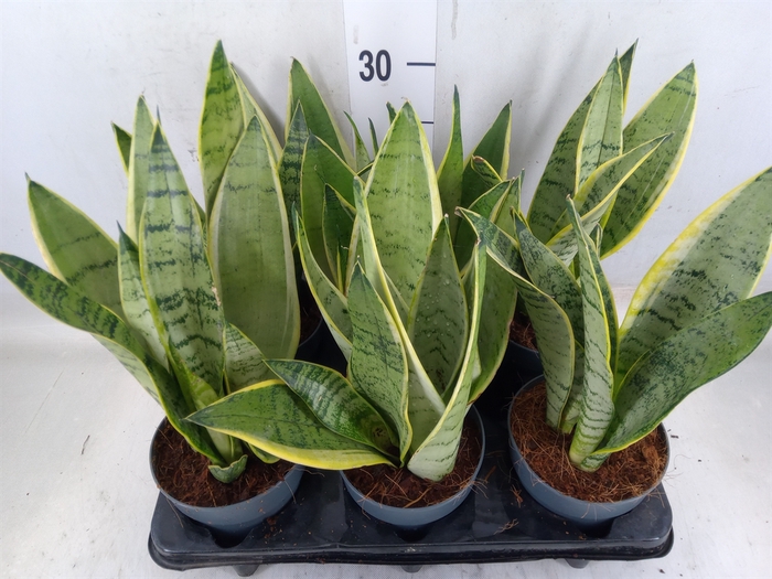 <h4>Sansevieria trifa.   ...</h4>