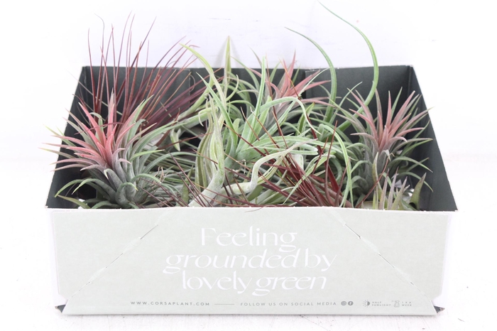 <h4>arr3 CP - Till. Doos mix x20</h4>