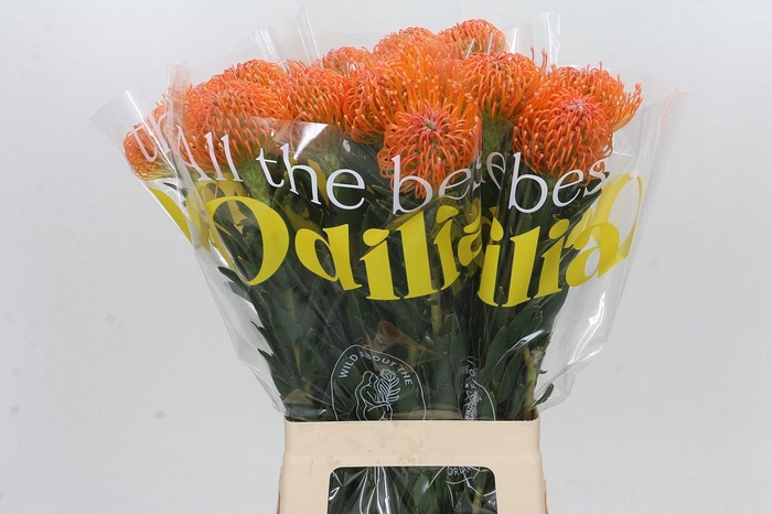 <h4>Nutans Ayoba Peach</h4>