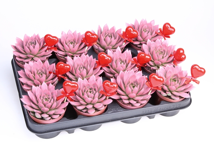 Miranda roze + hartje