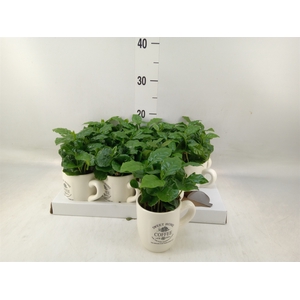 Coffea arabica