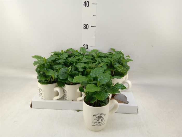 <h4>Coffea arabica</h4>