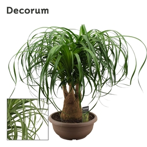 Beaucarnea vertakt compact 30 cm (Decorum)