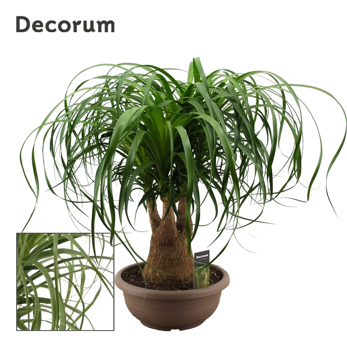 <h4>Beaucarnea vertakt compact 30 cm (Decorum)</h4>