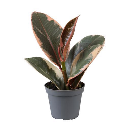 <h4>FICUS ELASTICA</h4>
